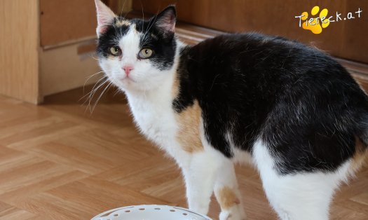 Katze Cookie (Foto by Tiereck.at - Lavanttaler Tierhilfe)