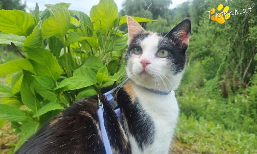 Katze Cookie (Foto by Tiereck.at - Lavanttaler Tierhilfe)