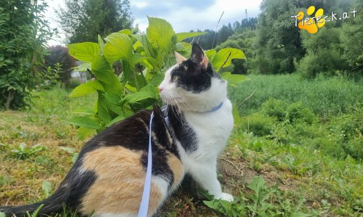 Katze Cookie (Foto by Tiereck.at - Lavanttaler Tierhilfe)