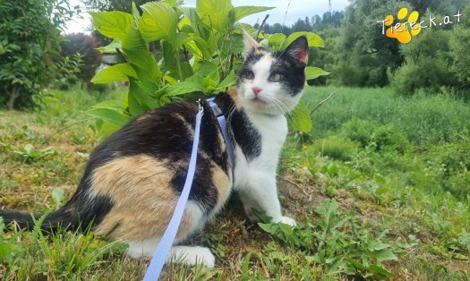 Katze Cookie (Foto by Tiereck.at - Lavanttaler Tierhilfe)