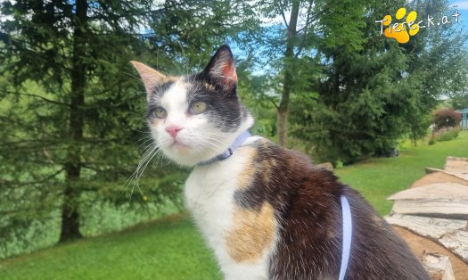 Katze Cookie (Foto by Tiereck.at - Lavanttaler Tierhilfe)