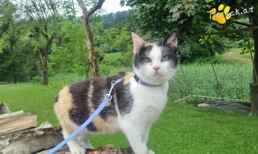 Katze Cookie (Foto by Tiereck.at - Lavanttaler Tierhilfe)