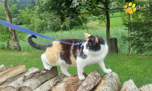 Katze Cookie (Foto by Tiereck.at - Lavanttaler Tierhilfe)