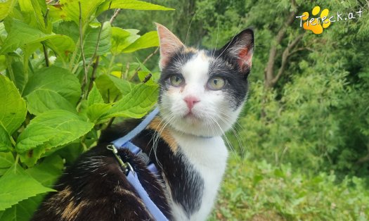 Katze Cookie (Foto by Tiereck.at - Lavanttaler Tierhilfe)