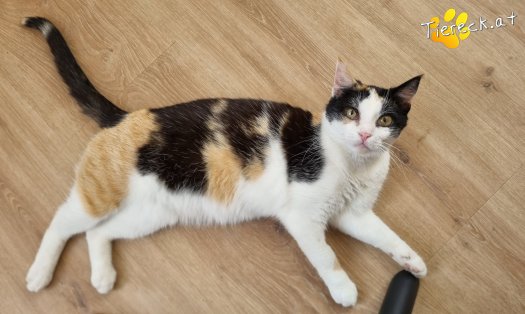Katze Cookie (Foto by Tiereck.at - Lavanttaler Tierhilfe)