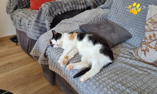 Katze Cookie (Foto by Tiereck.at - Lavanttaler Tierhilfe)