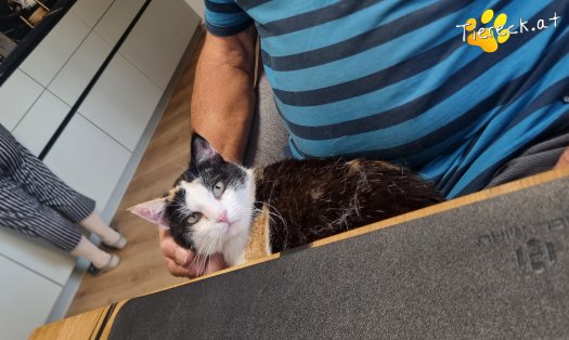 Katze Cookie (Foto by Tiereck.at - Lavanttaler Tierhilfe)