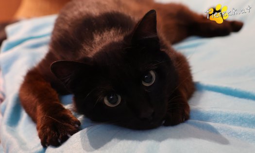 Katze Amadeus (Foto by Tiereck.at - Lavanttaler Tierhilfe)