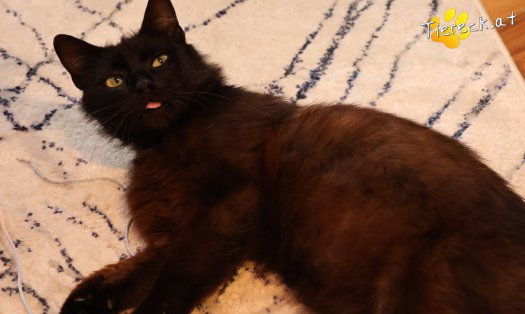 Katze Amadeus (Foto by Tiereck.at - Lavanttaler Tierhilfe)