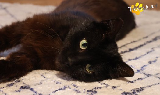 Katze Amadeus (Foto by Tiereck.at - Lavanttaler Tierhilfe)