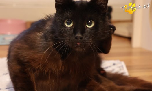 Katze Amadeus (Foto by Tiereck.at - Lavanttaler Tierhilfe)