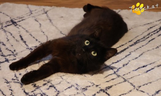 Katze Amadeus (Foto by Tiereck.at - Lavanttaler Tierhilfe)