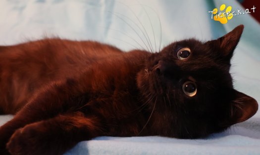 Katze Amadeus (Foto by Tiereck.at - Lavanttaler Tierhilfe)