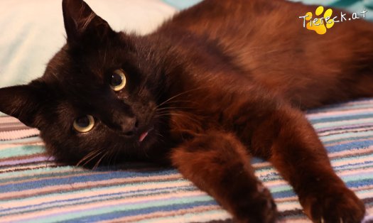 Katze Amadeus (Foto by Tiereck.at - Lavanttaler Tierhilfe)