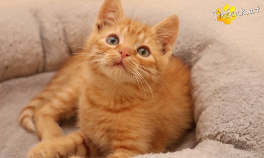 Katze Rufus (Foto by Tiereck.at - Lavanttaler Tierhilfe)