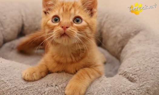 Katze Rufus (Foto by Tiereck.at - Lavanttaler Tierhilfe)