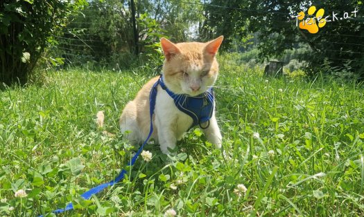 Katze Orlando (Foto by Tiereck.at - Lavanttaler Tierhilfe)