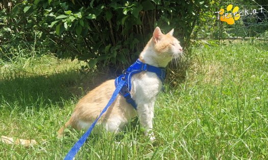 Katze Orlando (Foto by Tiereck.at - Lavanttaler Tierhilfe)