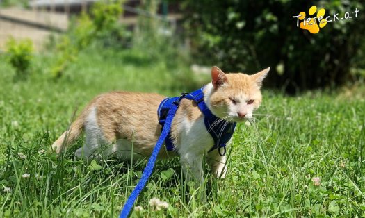 Katze Orlando (Foto by Tiereck.at - Lavanttaler Tierhilfe)