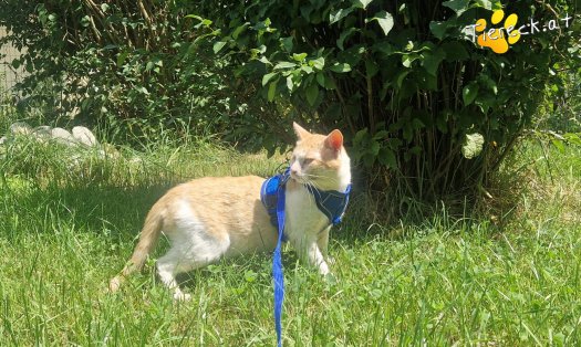 Katze Orlando (Foto by Tiereck.at - Lavanttaler Tierhilfe)