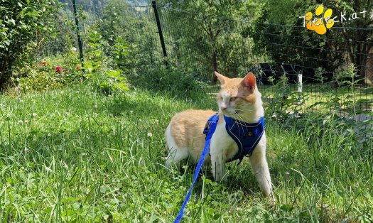Katze Orlando (Foto by Tiereck.at - Lavanttaler Tierhilfe)