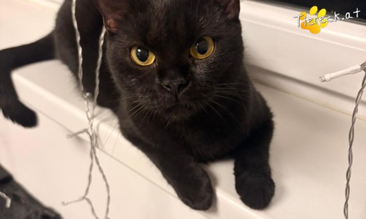 Katze Yara (Foto by Tiereck.at - Lavanttaler Tierhilfe)