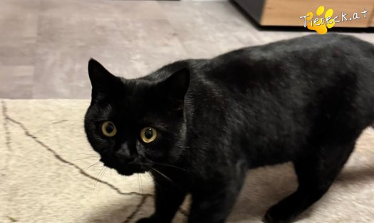 Katze Yuma (Foto by Tiereck.at - Lavanttaler Tierhilfe)