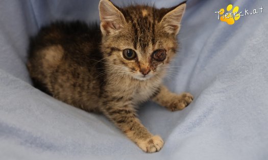 Katze Stella (Foto by Tiereck.at - Lavanttaler Tierhilfe)