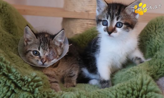 Katze Stella (Foto by Tiereck.at - Lavanttaler Tierhilfe)