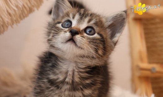 Katze Daisy (Foto by Tiereck.at - Lavanttaler Tierhilfe)