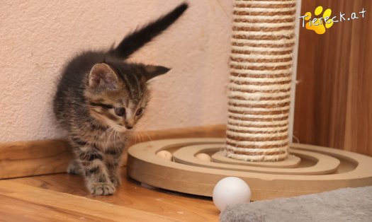 Katze Daisy (Foto by Tiereck.at - Lavanttaler Tierhilfe)