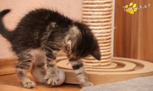 Katze Daisy (Foto by Tiereck.at - Lavanttaler Tierhilfe)