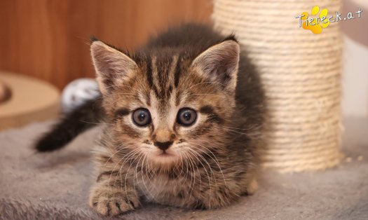 Katze Daisy (Foto by Tiereck.at - Lavanttaler Tierhilfe)