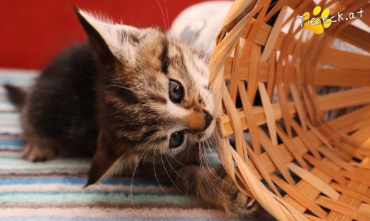 Katze Daisy (Foto by Tiereck.at - Lavanttaler Tierhilfe)
