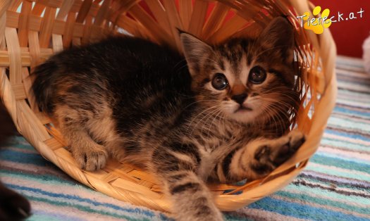 Katze Daisy (Foto by Tiereck.at - Lavanttaler Tierhilfe)