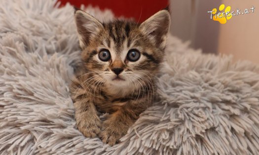 Katze Daisy (Foto by Tiereck.at - Lavanttaler Tierhilfe)