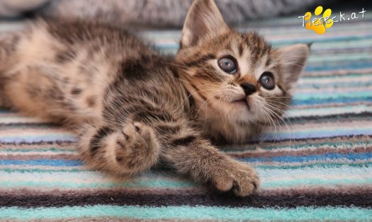 Katze Daisy (Foto by Tiereck.at - Lavanttaler Tierhilfe)