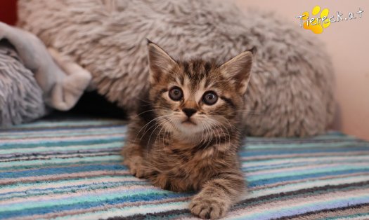 Katze Daisy (Foto by Tiereck.at - Lavanttaler Tierhilfe)