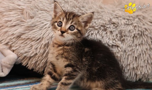 Katze Daisy (Foto by Tiereck.at - Lavanttaler Tierhilfe)