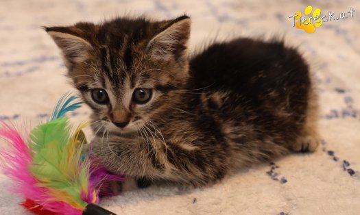 Katze Daisy (Foto by Tiereck.at - Lavanttaler Tierhilfe)