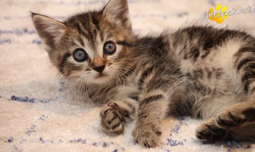 Katze Daisy (Foto by Tiereck.at - Lavanttaler Tierhilfe)