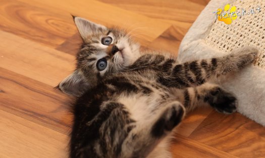 Katze Daisy (Foto by Tiereck.at - Lavanttaler Tierhilfe)