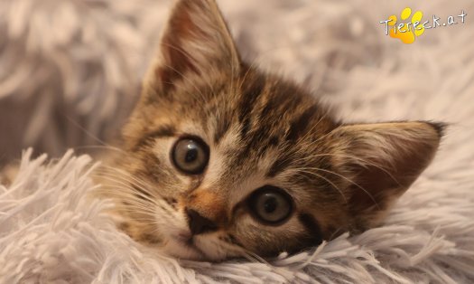 Katze Daisy (Foto by Tiereck.at - Lavanttaler Tierhilfe)