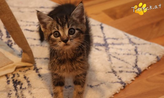 Katze Daisy (Foto by Tiereck.at - Lavanttaler Tierhilfe)