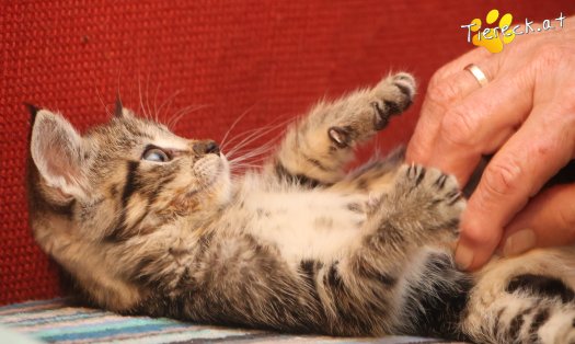 Katze Daisy (Foto by Tiereck.at - Lavanttaler Tierhilfe)