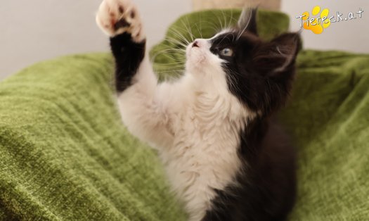 Katze Lexa (Foto by Tiereck.at - Lavanttaler Tierhilfe)