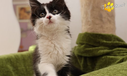 Katze Lexa (Foto by Tiereck.at - Lavanttaler Tierhilfe)