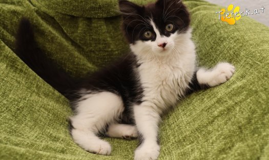 Katze Lexa (Foto by Tiereck.at - Lavanttaler Tierhilfe)