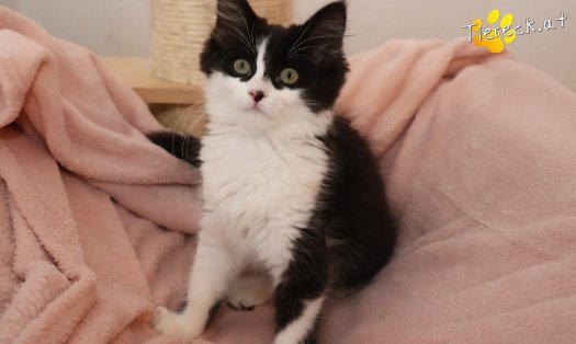 Katze Lexa (Foto by Tiereck.at - Lavanttaler Tierhilfe)