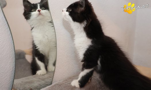 Katze Lexa (Foto by Tiereck.at - Lavanttaler Tierhilfe)